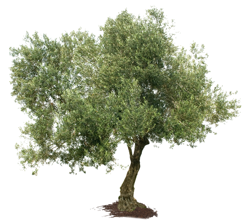olive_tree_png